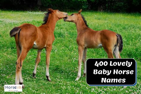 400 Lovely Baby Horse Names for Your Colt & Filly