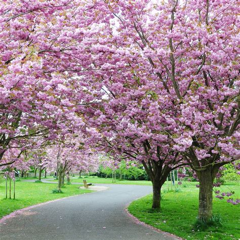 All About Cherry Blossoms: Facts and Planting Tips | Arbol de cerezo ...