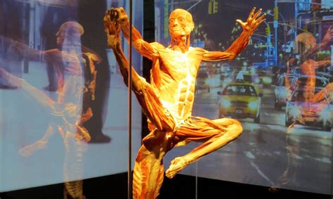 Portland Science Center to open this month with ‘Body Worlds’ exhibit