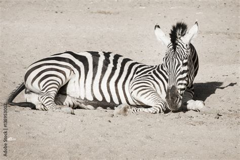 Zebra with sitting position Stock Photo | Adobe Stock