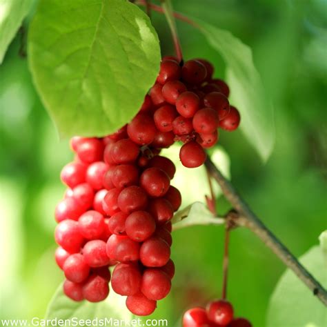 Schisandra, Schisandra Berry seeds - Schisandra chinensis – Garden ...