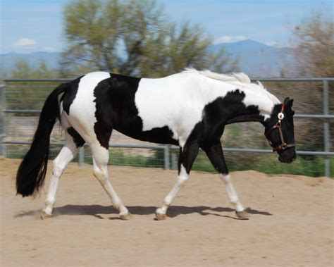 Pin by Halle Johnson on horses | Pinto horse, Horses, Horse markings