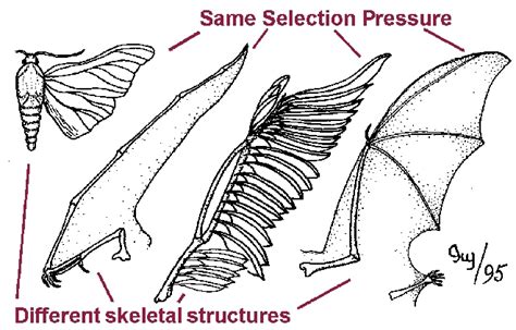 Learning is Evolution: Homologous and Analogous Traits