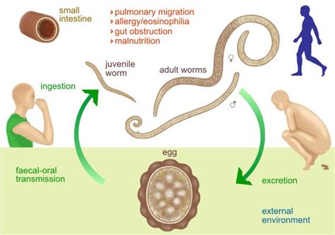 Ascaris lumbricoides, also Known as large intestinal worm.Only host is ...