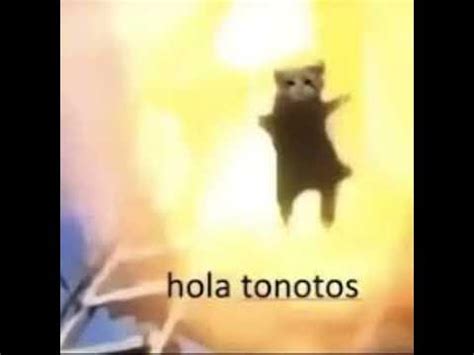 hola tonotos #cat #meme - YouTube