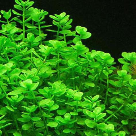 Bacopa Monnieri Aquarium : Substratesource Bacopa Monnieri Live Aquatic ...