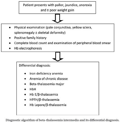 Thalassemia intermedia, beta thalassemia intermedia causes, symptoms ...