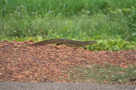 Sand goanna - Facts, Diet, Habitat & Pictures on Animalia.bio