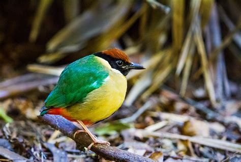 Noisy Pitta | BIRDS in BACKYARDS