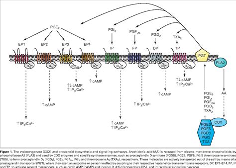 Figure 1 from Prostaglandin receptor signalling and function in human ...