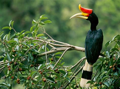 Flora dan Fauna langka di Taman Nasional Kayan Mentarang, Bulungan ...