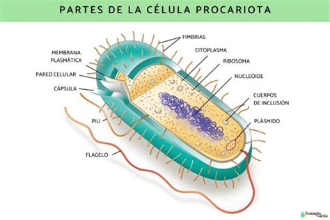 Humano Primitivo Resaltar las partes de la celula procariota y sus ...