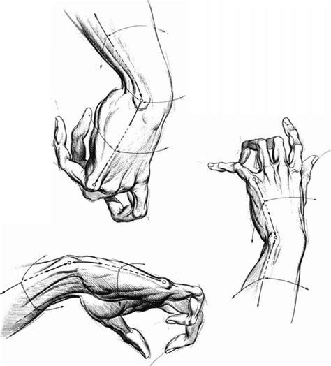 Proportions And Measurements - Drawing Hands | Human anatomy art ...