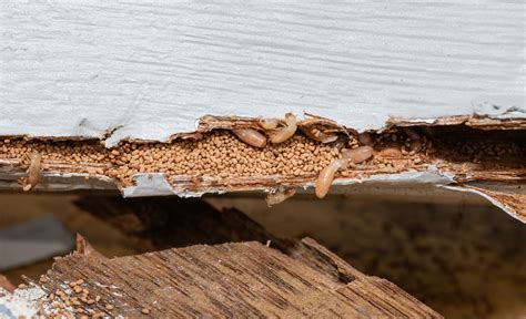 Termite Droppings: Is Termite Frass a Bad Sign? | EcoGuard