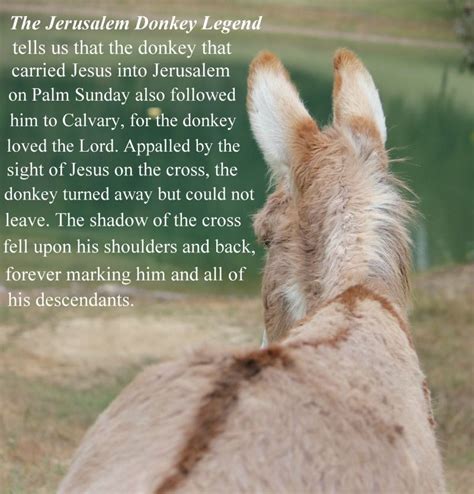 The Legend of the Jerusalem Donkey... My favorite donkey | Animals