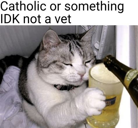 Help my cat drinks all my beer : memes