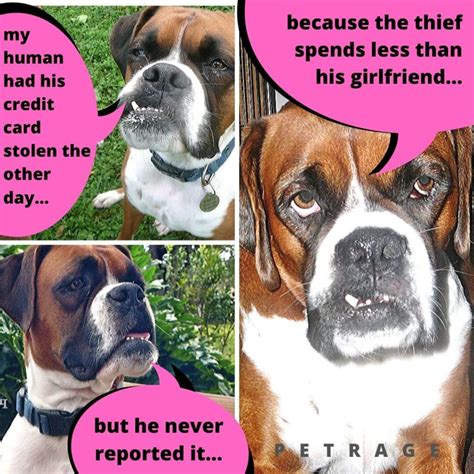 Sarcastic Boxer Dog Coconut Meme - PETRAGE