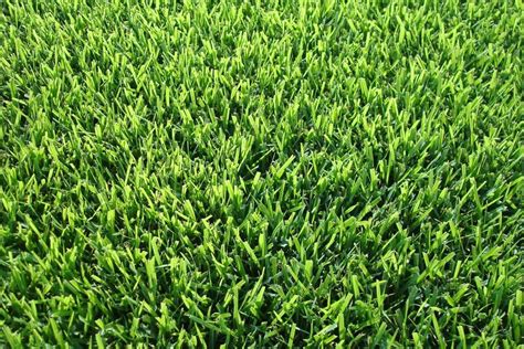 Premium Kentucky Bluegrass Sod - Whyte Ave Landscape Supplies Centre ...