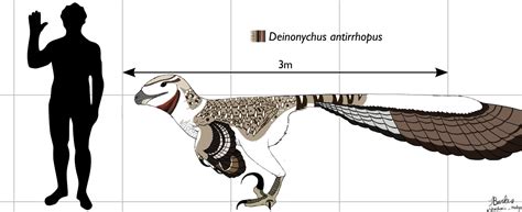 Deinonychus antirrhopus : r/Dinosaurs