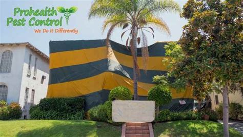 Is Tentless Termite Treatment More Effective than Tenting for Termites?