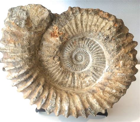 Unknown - Large Ammonite Fossil