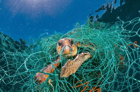 Sea Animals Eating Plastic Bags - Food Affair