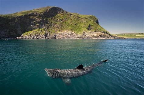 Largest Basking Shark