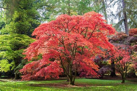 Japansk lønn i hagen og i krukke | Japanese maple tree, Pruning ...