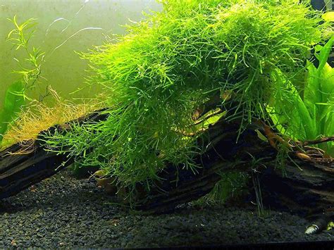 About Aquarium Plants and Java Moss - ArticleSnatch.com