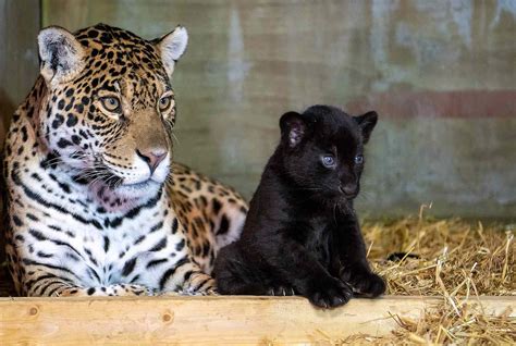 Rare Black Baby Jaguar Born at The Big Cat Sanctuary in England