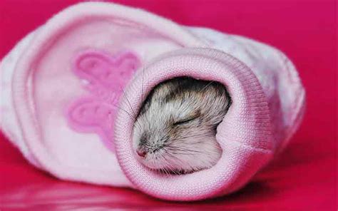 Hamster Sleep Guide - How Long Do Hamsters Sleep For?