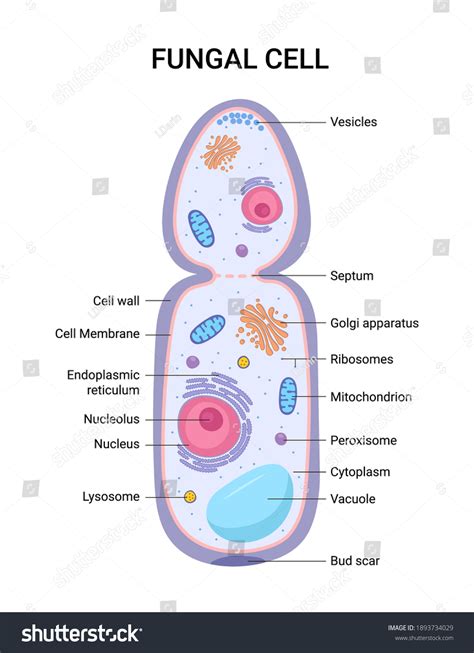 3,574 Yeast Cells Images, Stock Photos & Vectors | Shutterstock