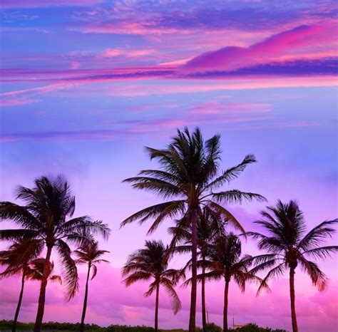 Premium Photo | Miami beach south beach sunset palm trees florida