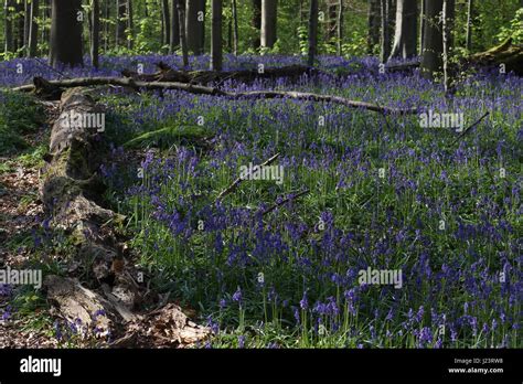 The Hallerbos or Blue Forest in Halle, Belgium is covered by bluebells ...