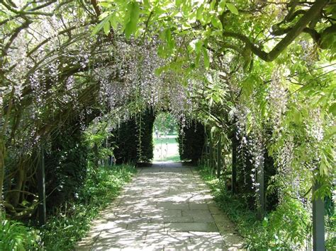 Must lead to someplace enchanted. | Wisteria tunnel, Wisteria tunnel ...