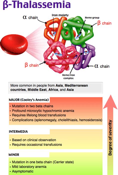 Alpha Thalassemia Hemoglobin