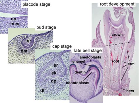 Figure 2, Histology of important stages of tooth development ...