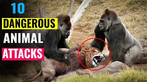 10 Dangerous Animal Attacks - YouTube