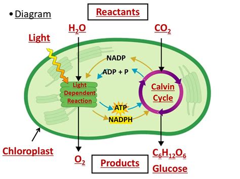 Design 70 of Reactants And Products Of Light Reactions | ericssonopensony-w