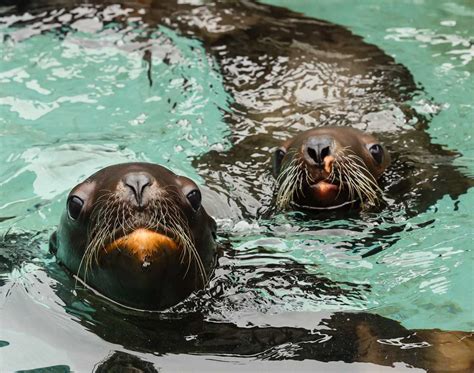 Two Orphaned Steller Sea Lion Pups Get a Second Chance at Life | The ...