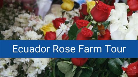 Visit a Rose Plantation in Ecuador - The Rose Capital of the World ...