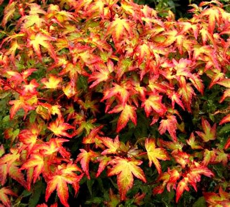 Acer palmatum 'Murasaki kiyohime' Japanese Maple Tree - Kigi Nursery