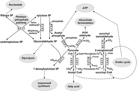 Main metabolic reactions catalyzed by thiamine pyrophosphate-dependent ...