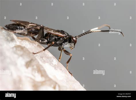 The Ichneumon Wasp Stock Photo - Alamy