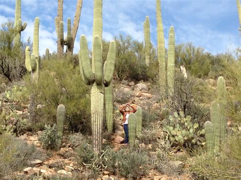 Free Images : tree, forest, wilderness, cactus, trail, prairie, flora ...