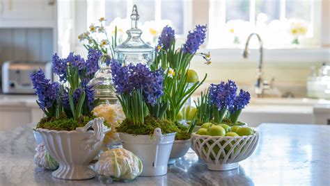 How to Grow Hyacinths Indoors