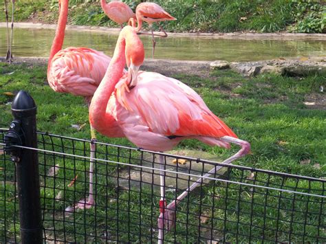 flamingo - Columbus Zoo; Columbus, Ohio | Columbus zoo, Animals, Zoo