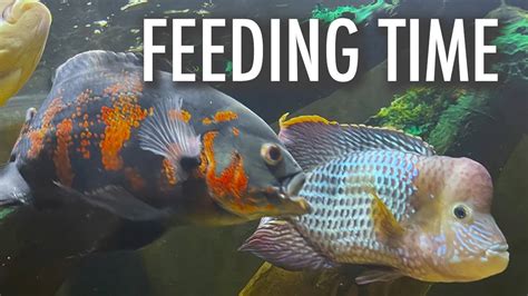 Feeding Oscars and Green Terror in Planted Tank - YouTube