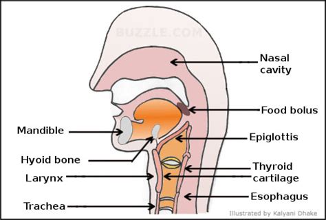 Epiglottis Function