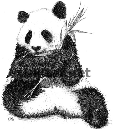 Giant Panda (Ailuropoda melanoleuca) Line Art and Full Color ...